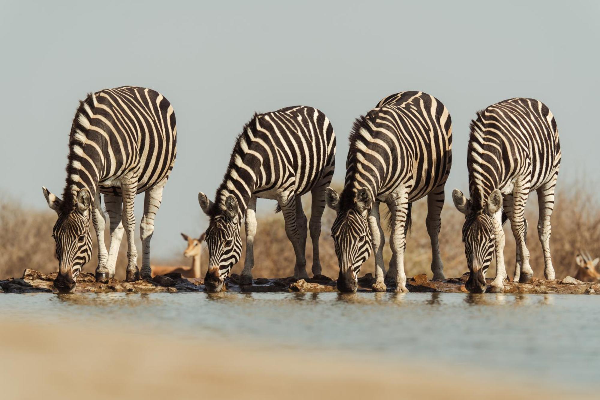 Last Word Madikwe Madikwe Game Reserve Eksteriør billede