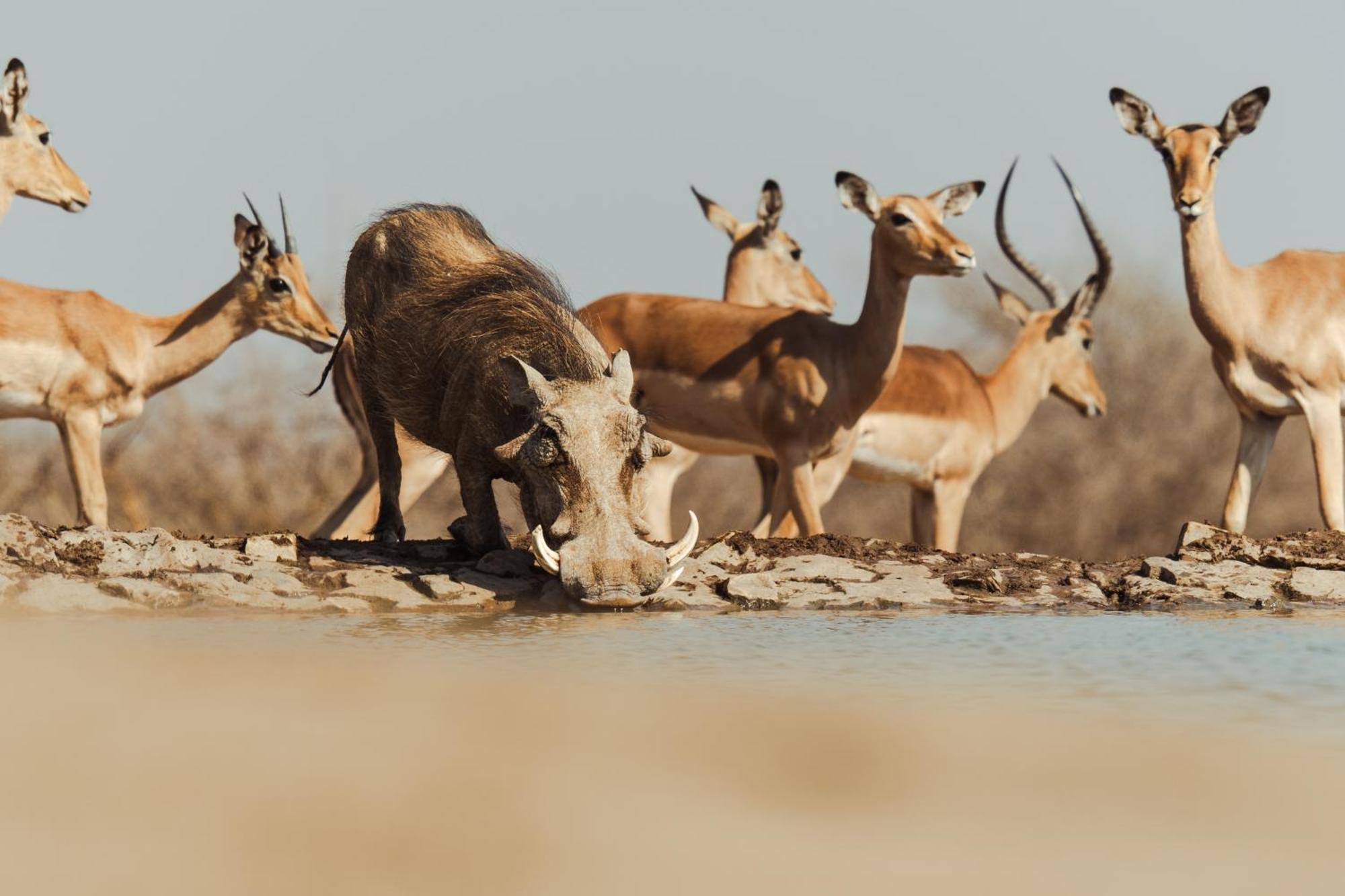 Last Word Madikwe Madikwe Game Reserve Eksteriør billede