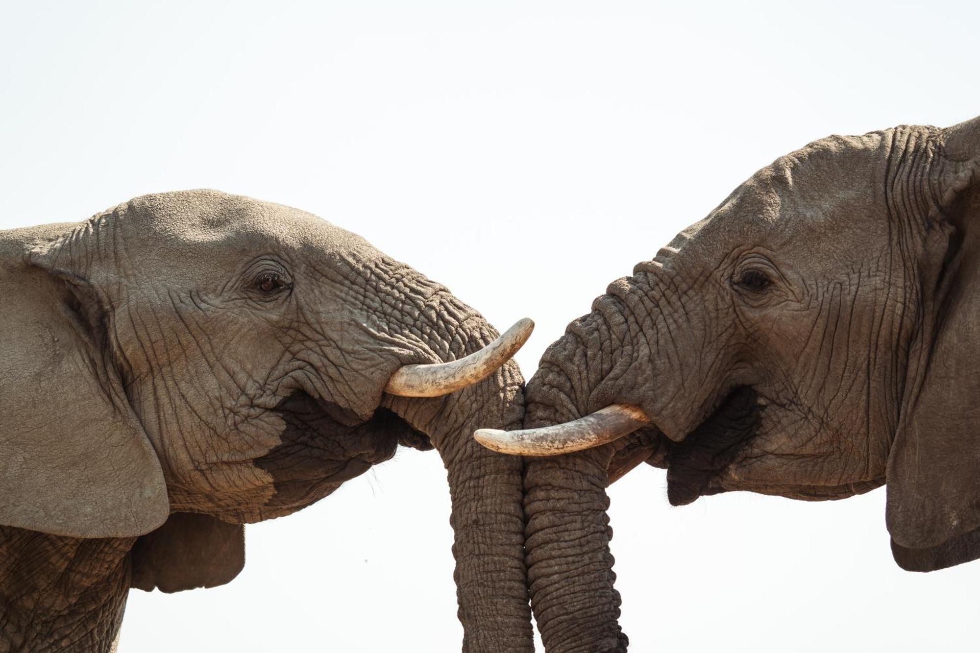 Last Word Madikwe Madikwe Game Reserve Eksteriør billede