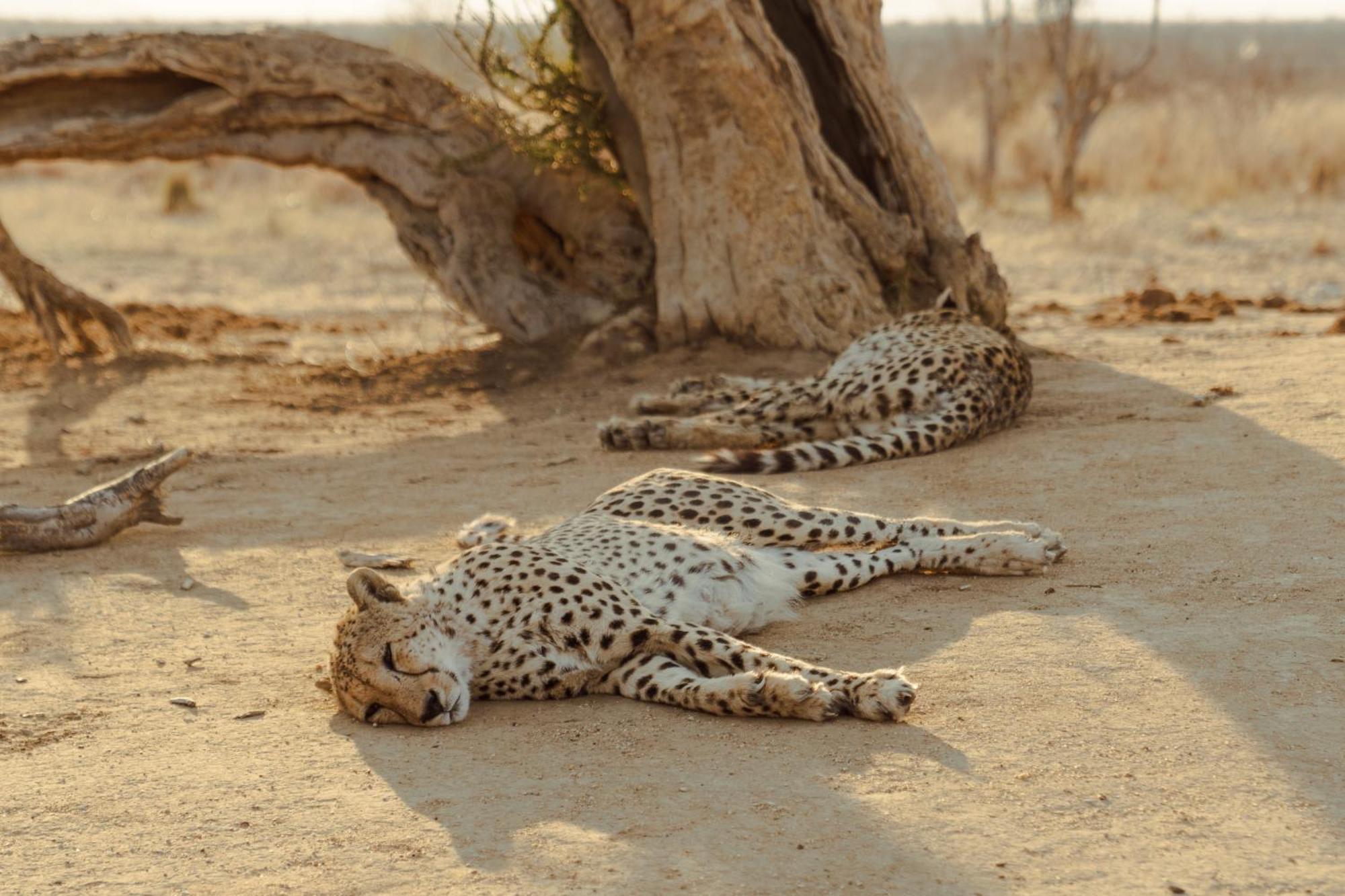 Last Word Madikwe Madikwe Game Reserve Eksteriør billede