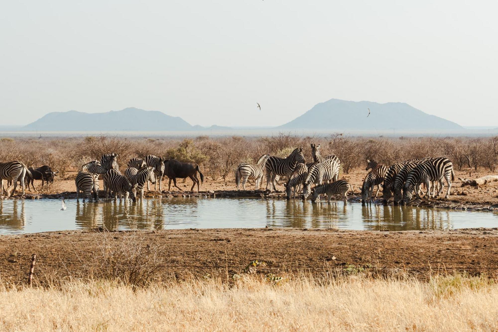 Last Word Madikwe Madikwe Game Reserve Eksteriør billede