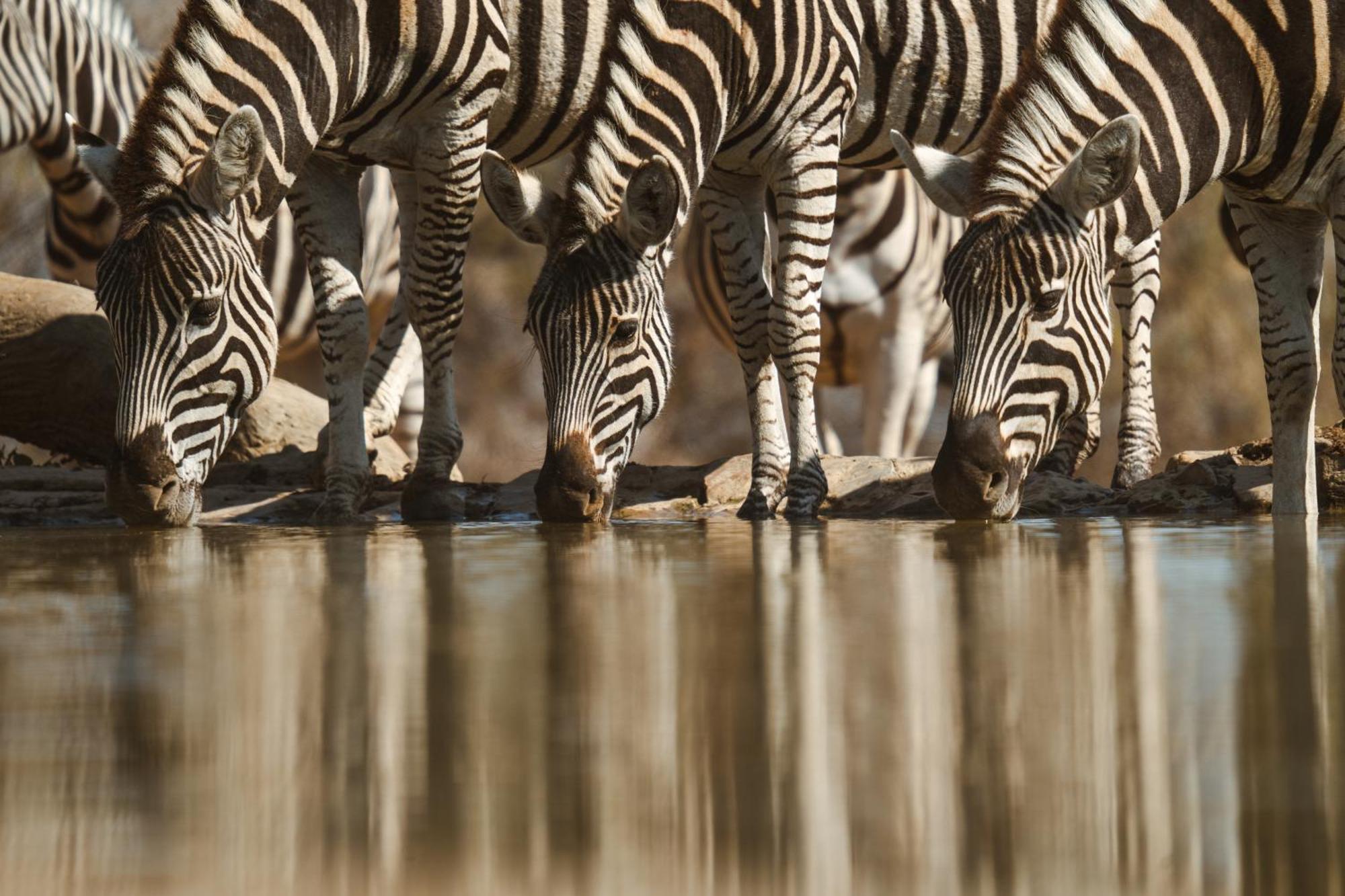 Last Word Madikwe Madikwe Game Reserve Eksteriør billede