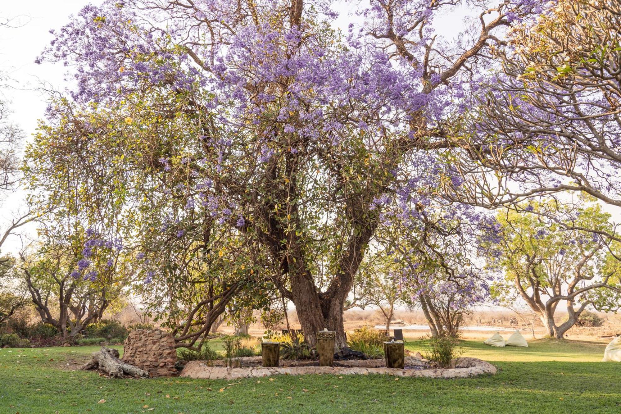 Last Word Madikwe Madikwe Game Reserve Eksteriør billede
