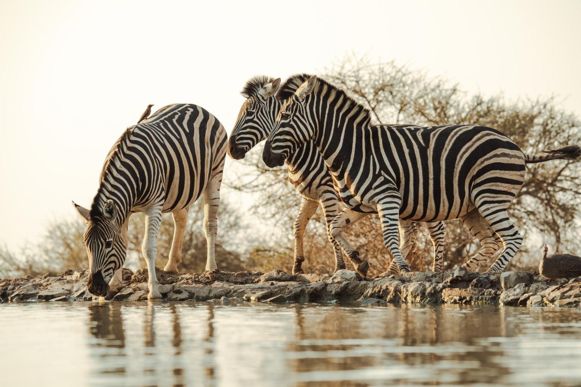 Last Word Madikwe Madikwe Game Reserve Eksteriør billede