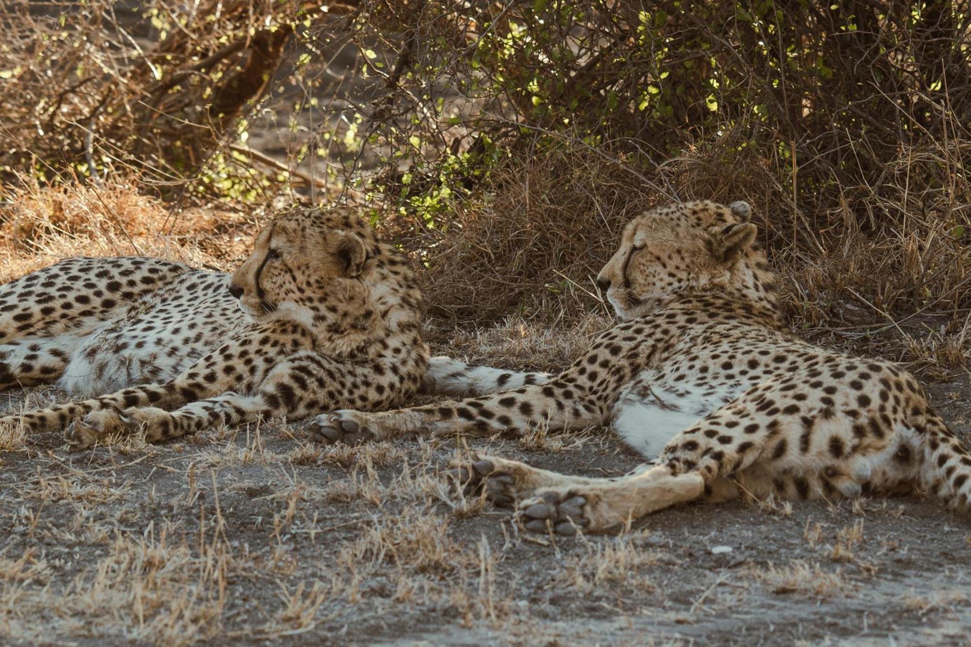 Last Word Madikwe Madikwe Game Reserve Eksteriør billede
